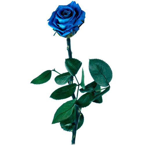 Rosa Eterna Azul