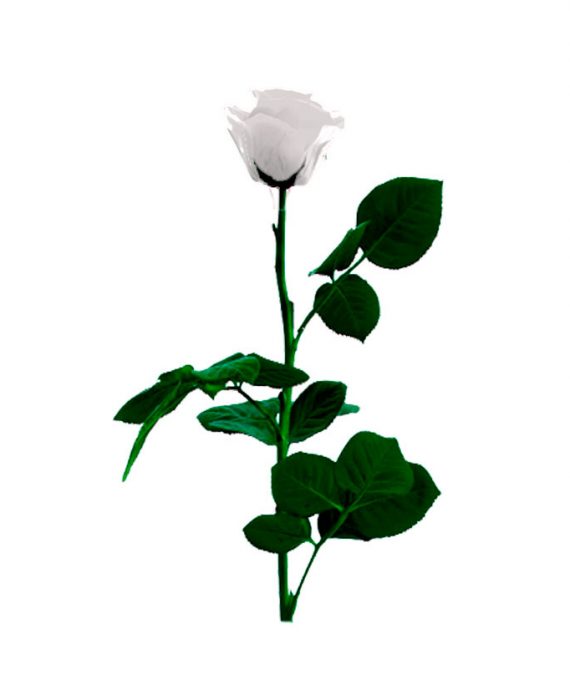 Rosa Eterna Blanca