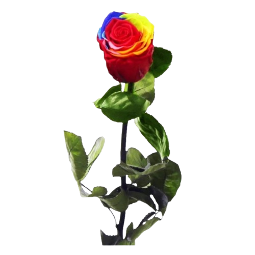 Rosa Eterna Multicolor