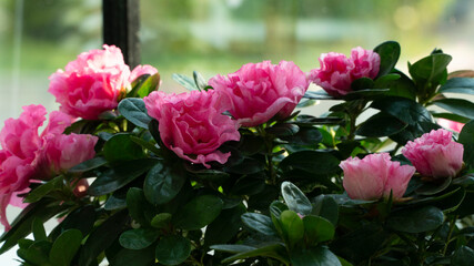Florister&iacute;a en Flores a Domicilio en El Fort Pienc