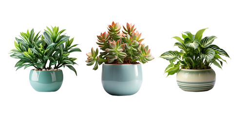 Florister&iacute;a en Gava, tu flores y plantas entregadas en el d&iacute;a en Gava